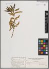 Foto von Salix fragilis L.
